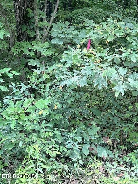 183 Ridge Road Crossville, TN 38572 - Photo 17 of 17