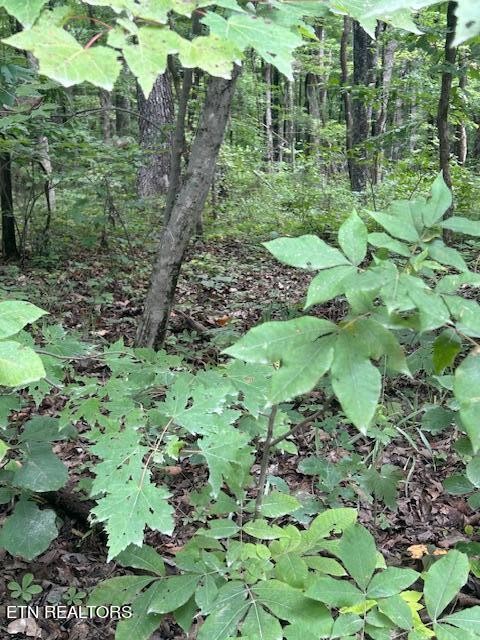 183 Ridge Road Crossville, TN 38572 - Photo 4 of 17