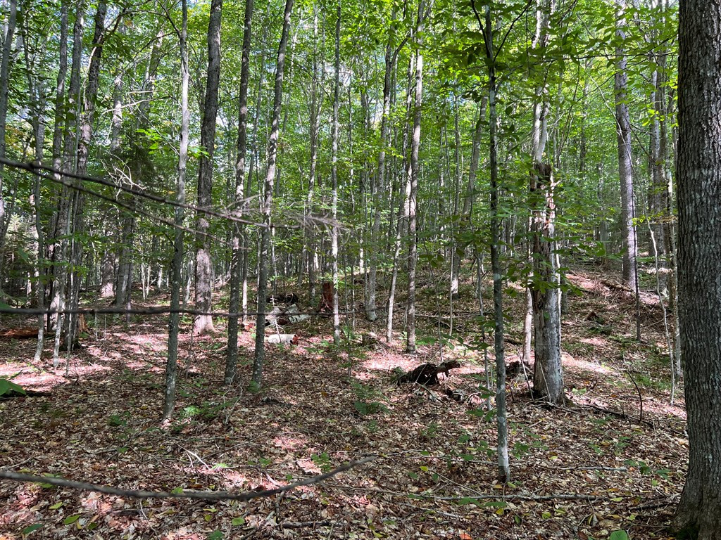 0 North Point Road Long Lake, NY 12847 - Photo 8 of 14 Gallery Image 8