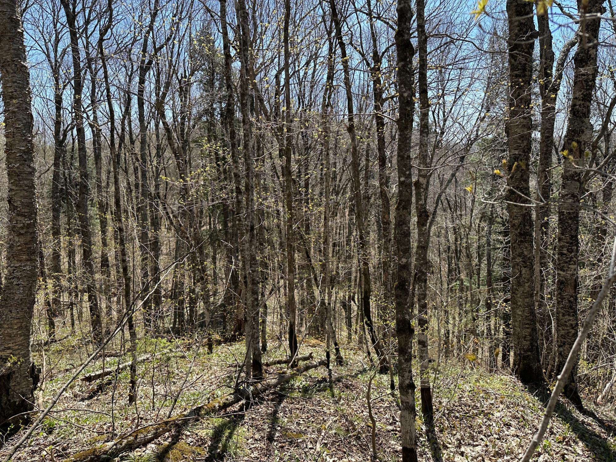 4 Rd Watersmeet Mi 49969 Road Wakefield, MI 49968 - Photo 9 of 29 Gallery Image 9