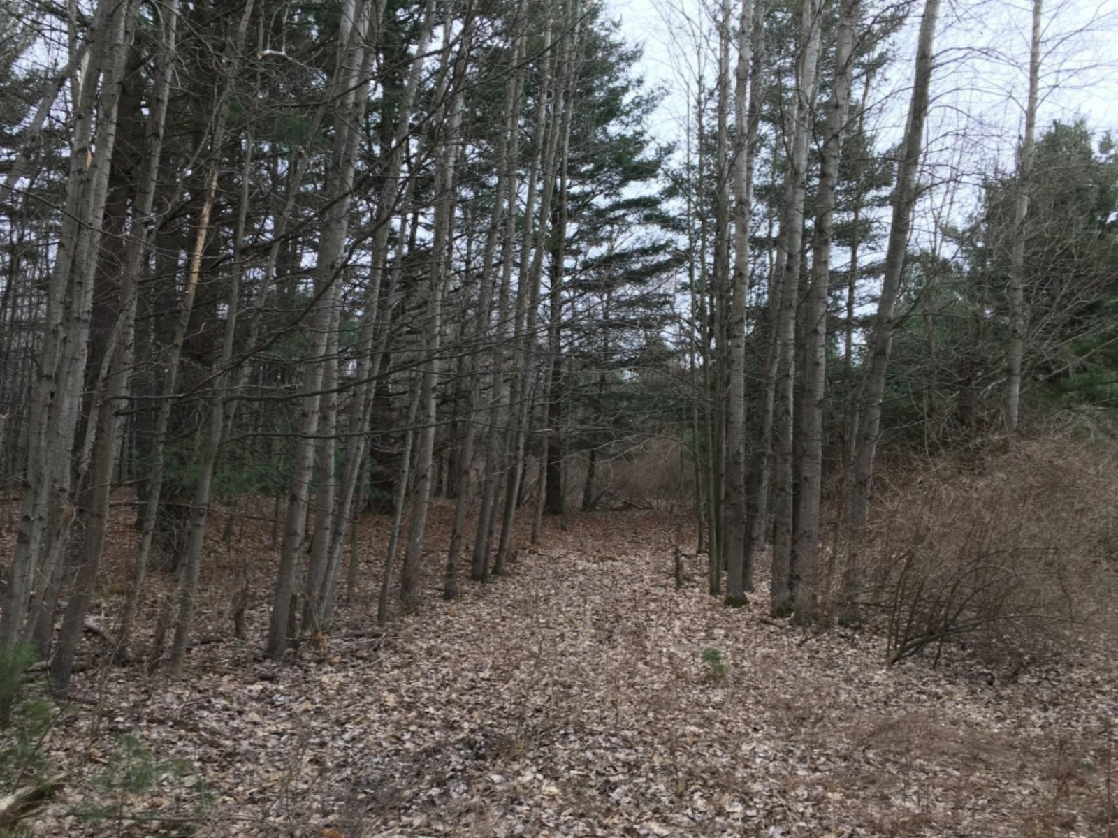 21 Mile Rd Road Barryton, MI 49305 - Photo 2 of 18 IMG_1326