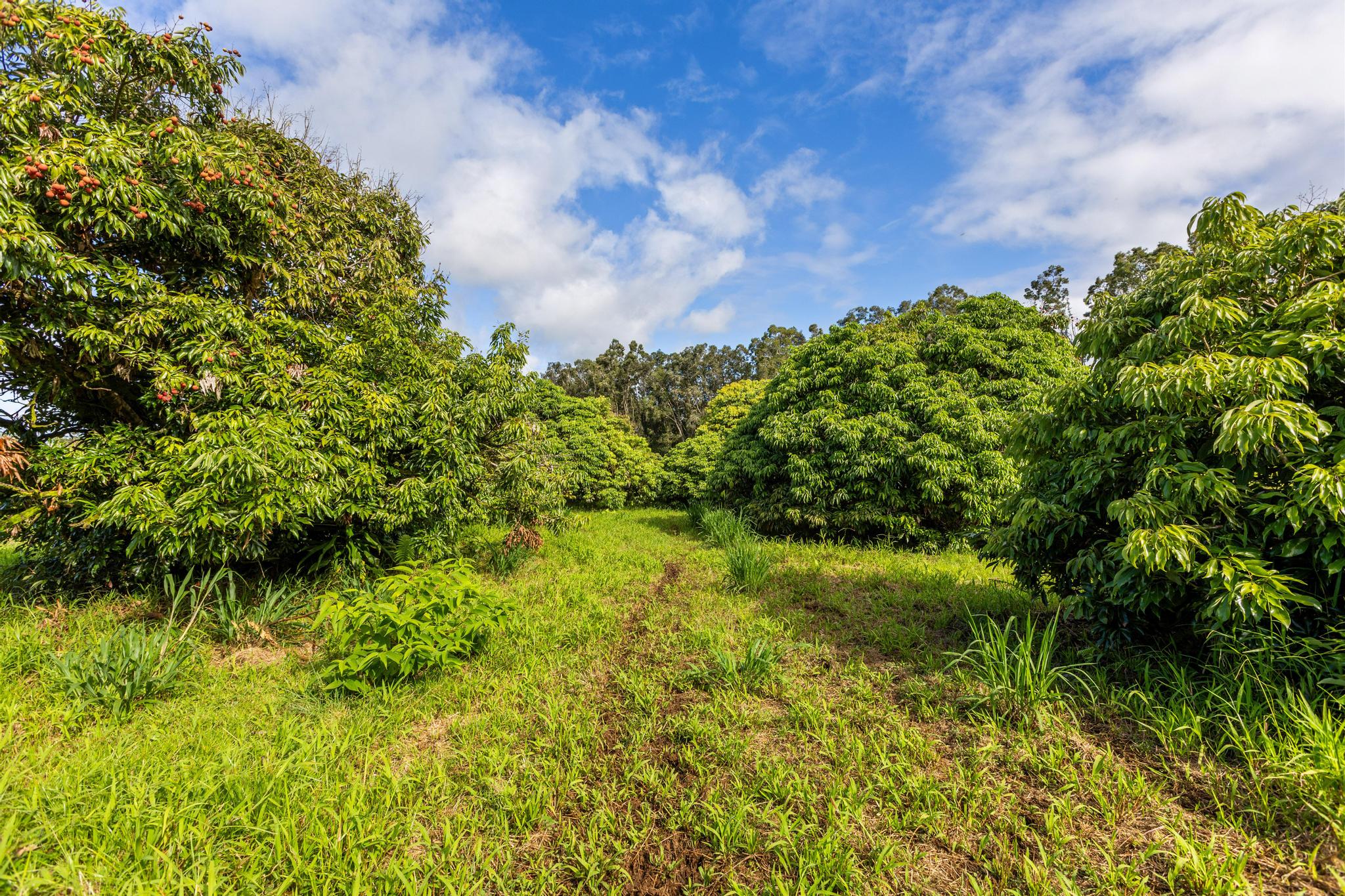 29-613 Lot Road Papaikou, HI 96781 - Photo 9 of 18