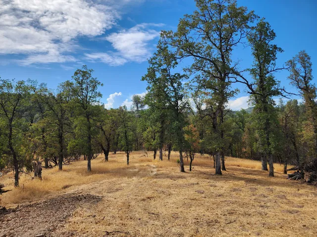 a backyard of a house with lots of green space