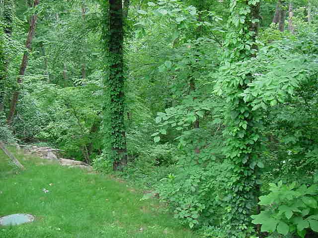 324 Scott Road Cumberland, RI 02864 - Photo 16 of 16 Back Yard Wooded Area