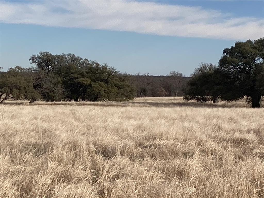 0 Stephens Lane Newcastle, TX 76372 - Photo 11 of 28 Excellent stand of Kleingrass with scttered Liveoaks.