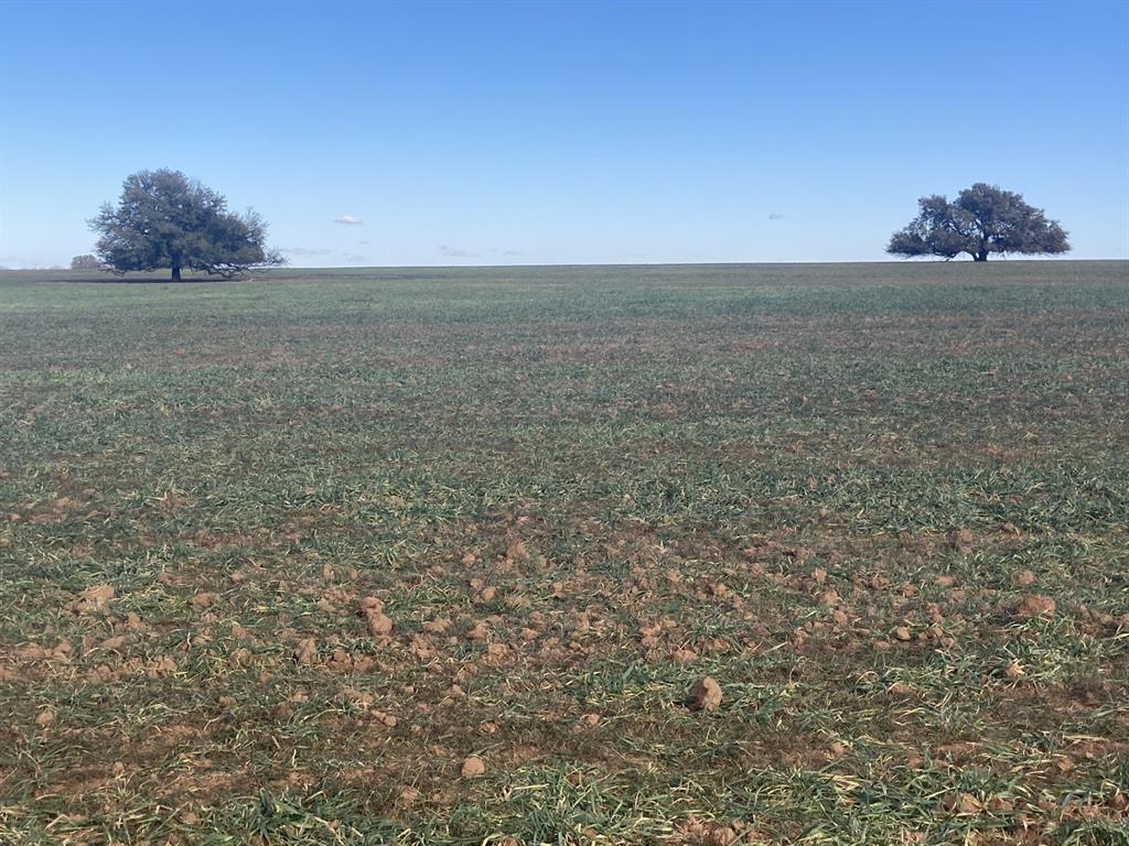 0 Stephens Lane Newcastle, TX 76372 - Photo 13 of 28 Wheat for grazing or harvesting