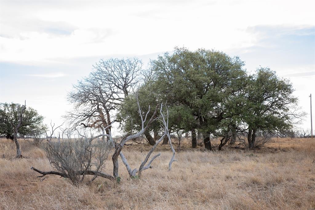 0 Stephens Lane Newcastle, TX 76372 - Photo 25 of 28 Native grass, a dead mesquite and Liveoaks.