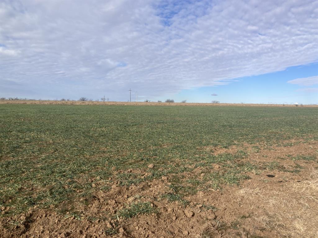 0 Stephens Lane Newcastle, TX 76372 - Photo 28 of 28 This wheat need some rain.