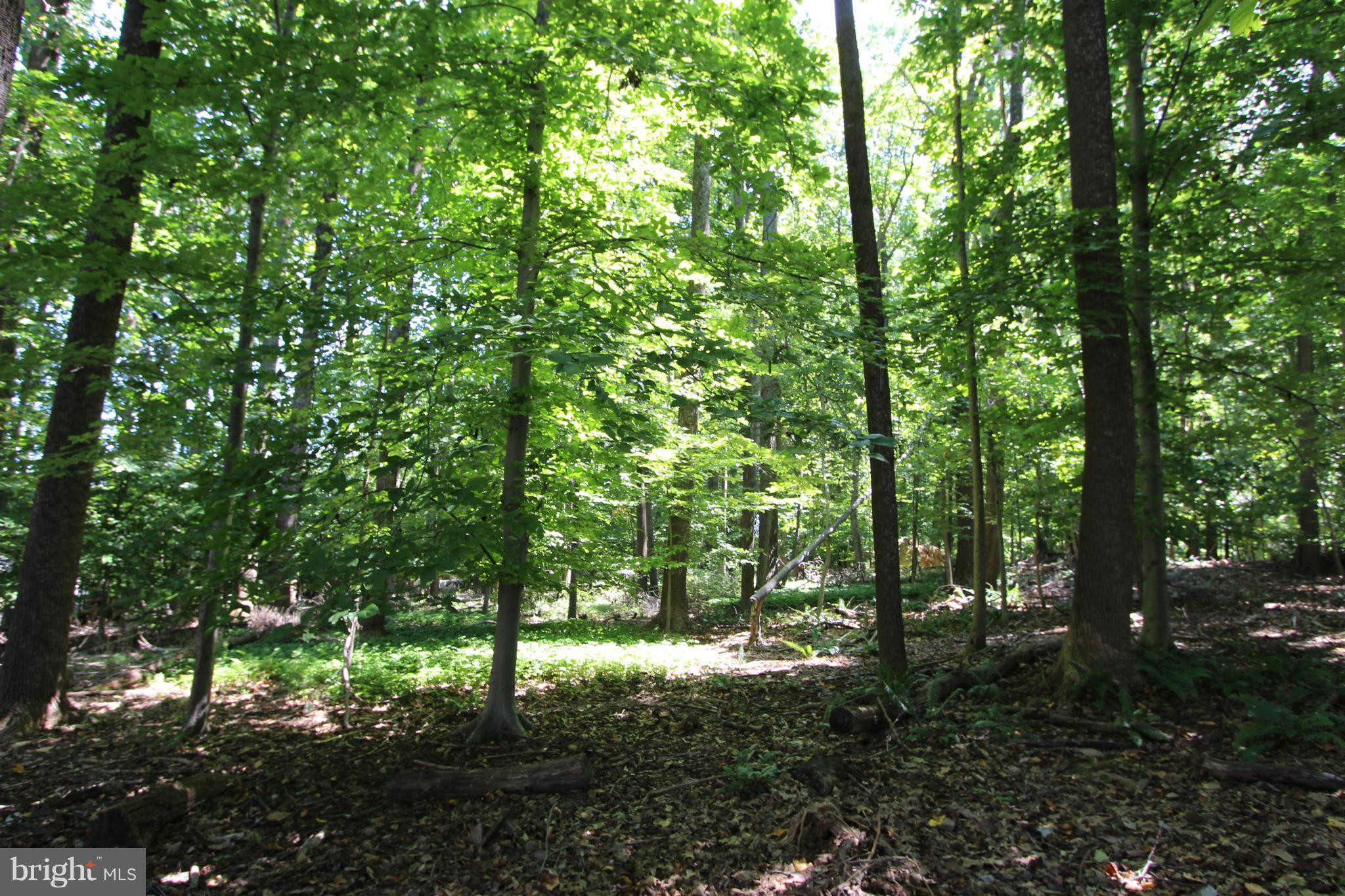 10936 Blue Roan Road Oakton, VA 22124 - Photo 29 of 30 Wooded Views.