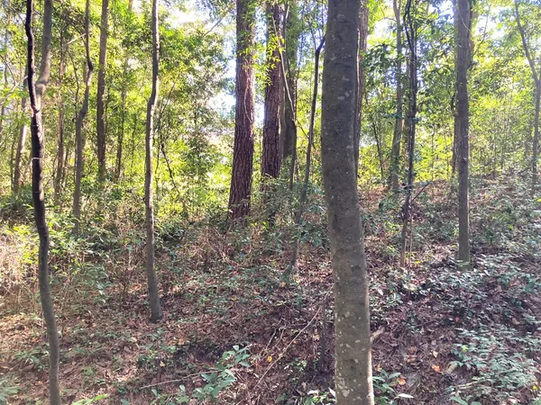$60,000 | 0 Big Spring Drive, Phenix City, AL 36870