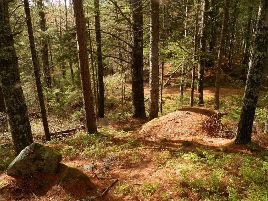 1426 Deer Haven Road Wesley, ME 04686 - Photo 20 of 24 Looking down the campsite path to...