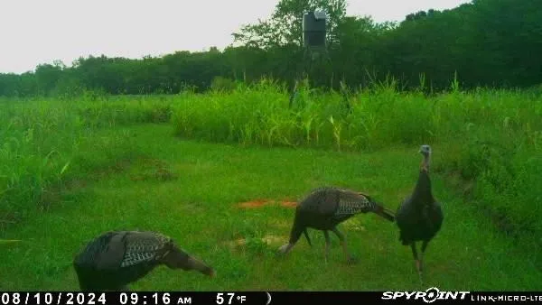 $379,999 | 1606 Oo Highway, Odessa, MO 64076