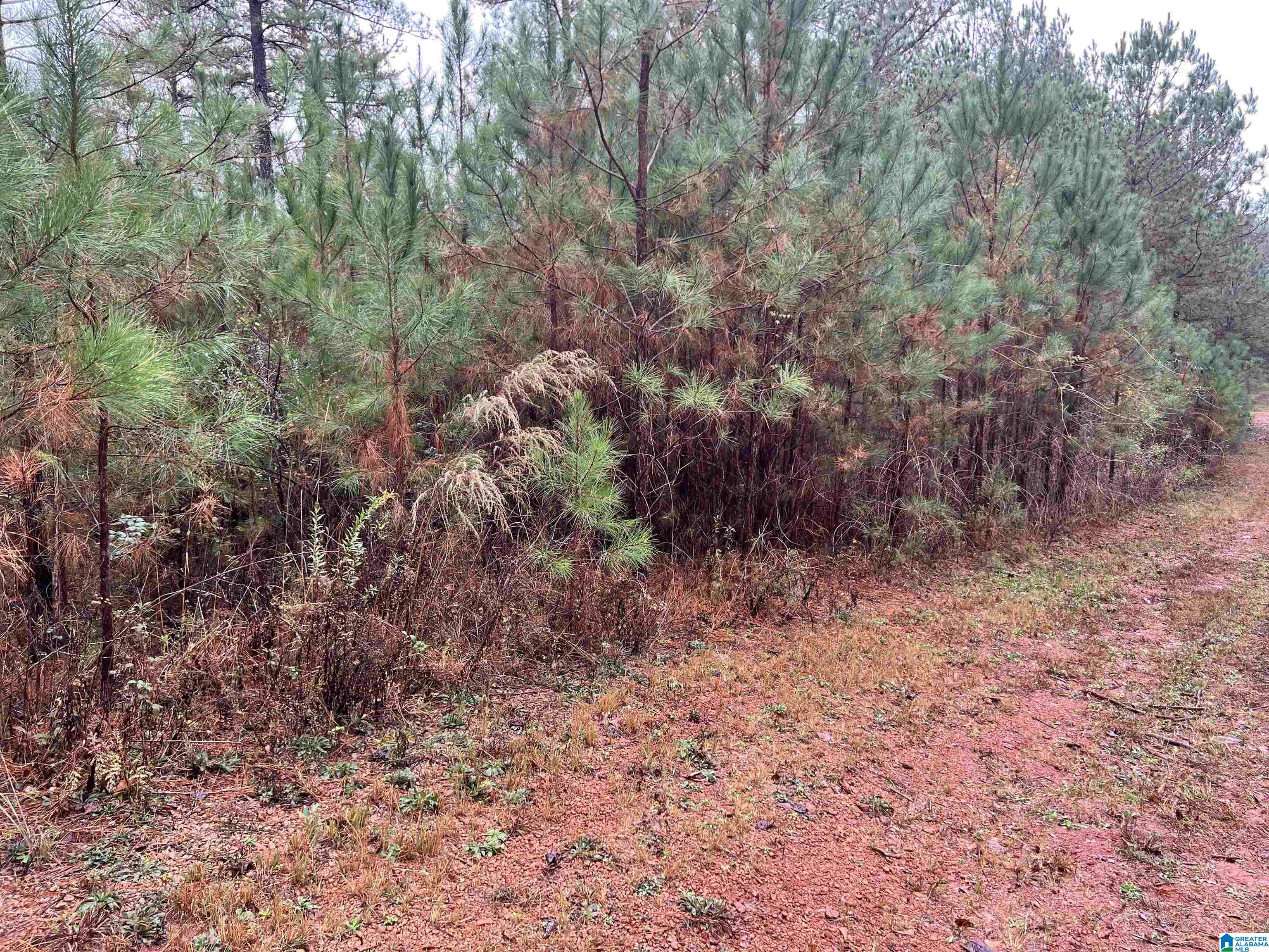 Foster Hills Road, Unit 17 Lineville, AL 36266 - Photo 2 of 4
