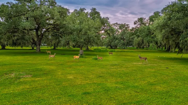 a big yard with trees in the background