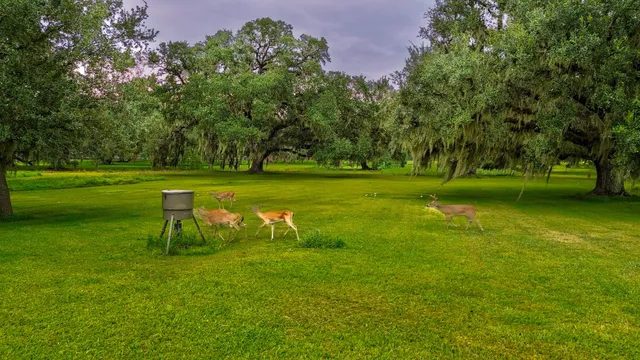 a grassy field with some trees in the background