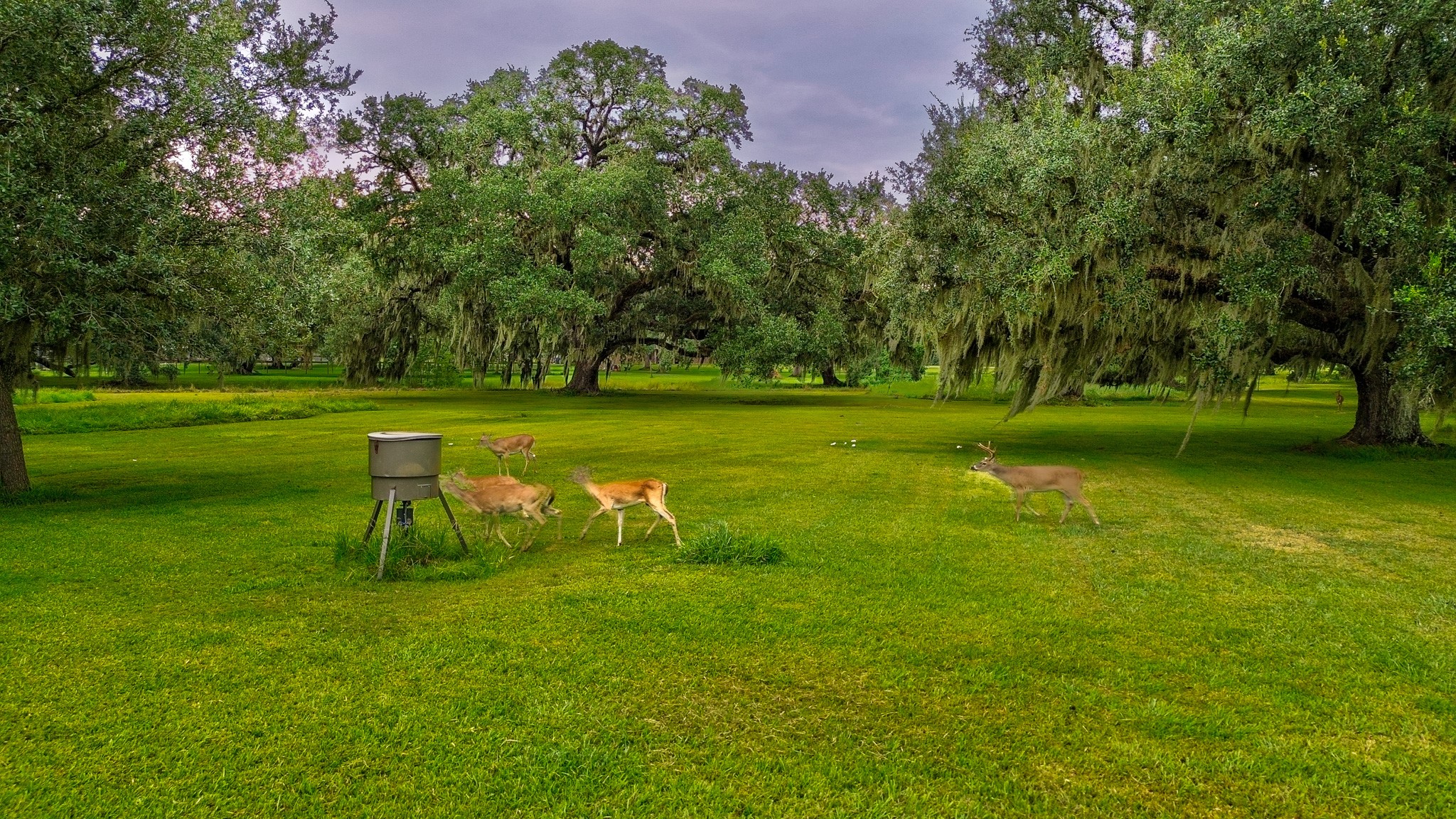 838 County Road 968 A Angleton, TX 77515 - Photo 39 of 49 a grassy field with some trees in the background
