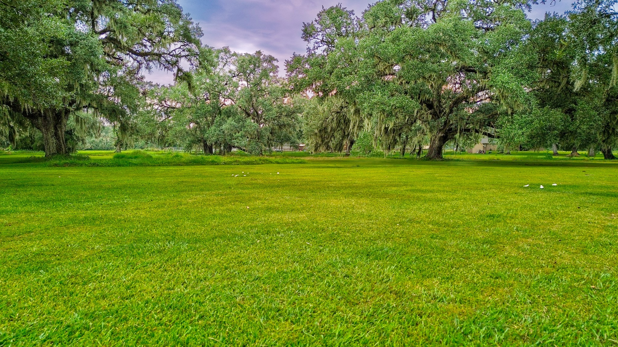 838 County Road 968 A Angleton, TX 77515 - Photo 43 of 49 a view of a trees in a yard