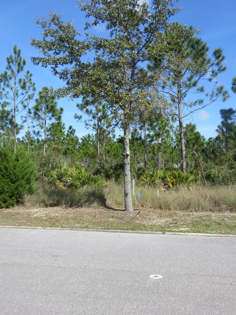 38 Shallow Reed Drive Port St. Joe, FL 32456 - Photo 2 of 14