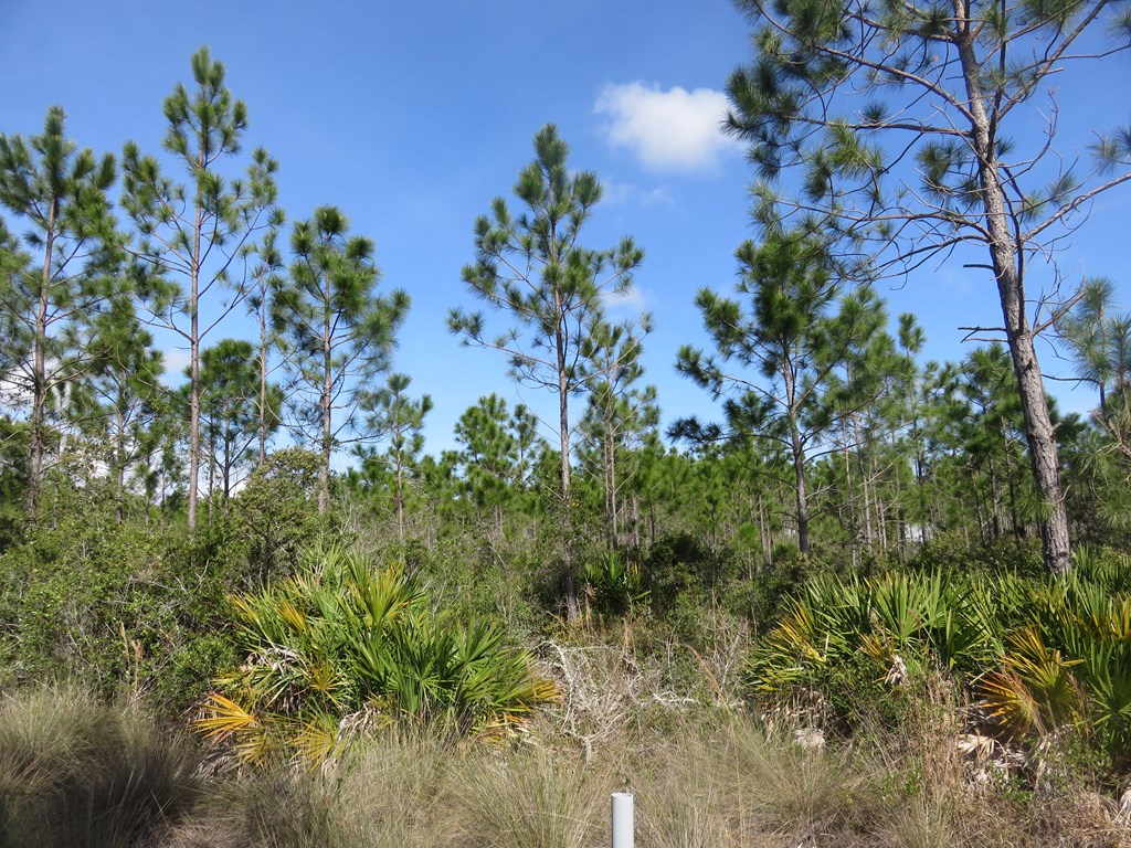 38 Shallow Reed Drive Port St. Joe, FL 32456 - Photo 4 of 14