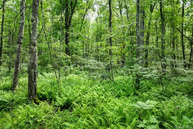 a view of a lush green forest