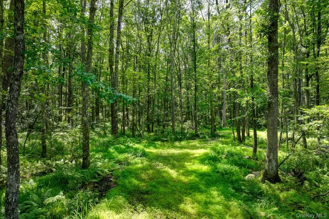 a view of a lush green forest