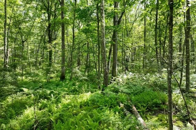 a view of a lush green forest