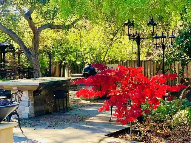 a view of a yard with plants