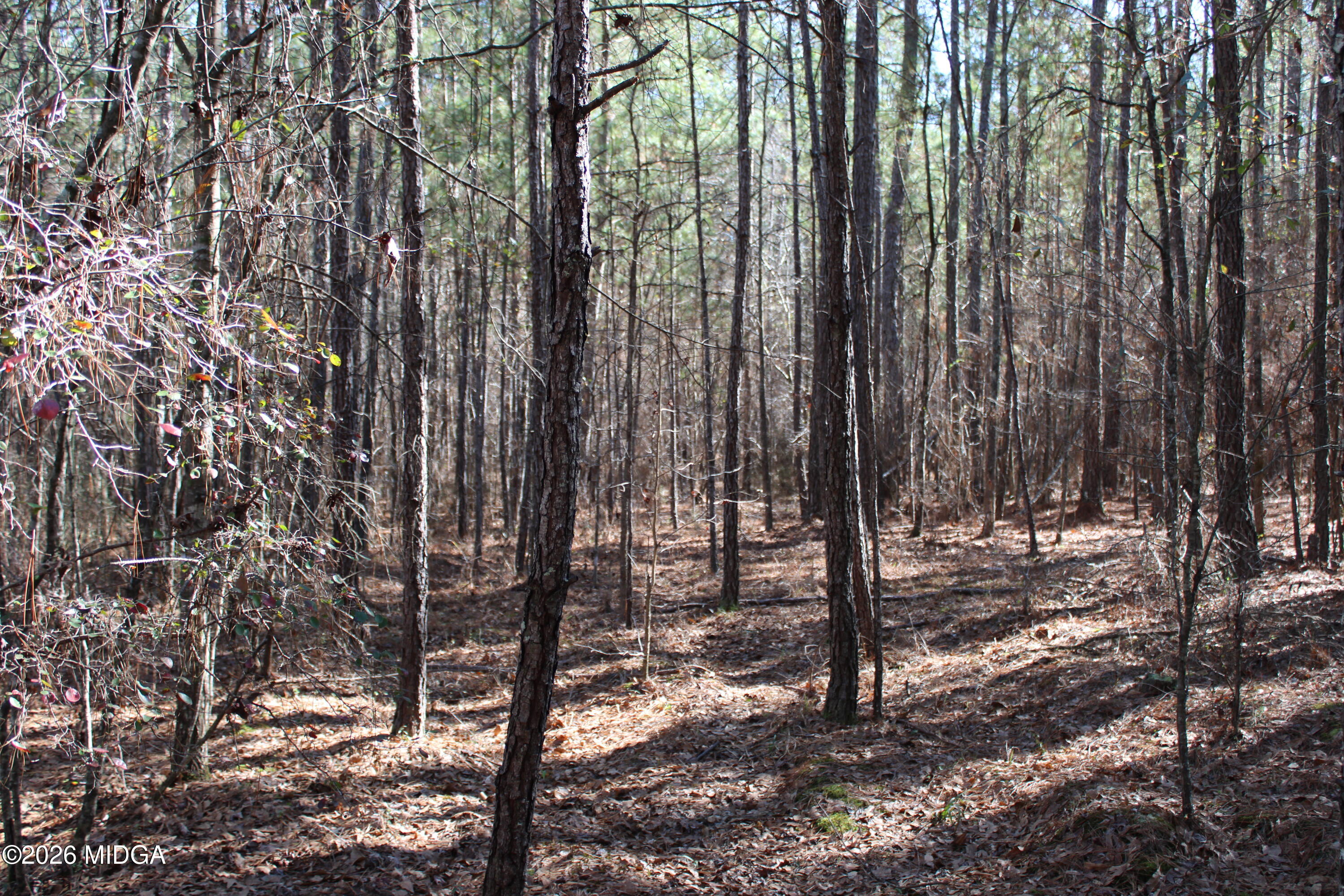 0 Highway 341 North Musella, GA 31066 - Photo 13 of 21 a view of a forest with trees