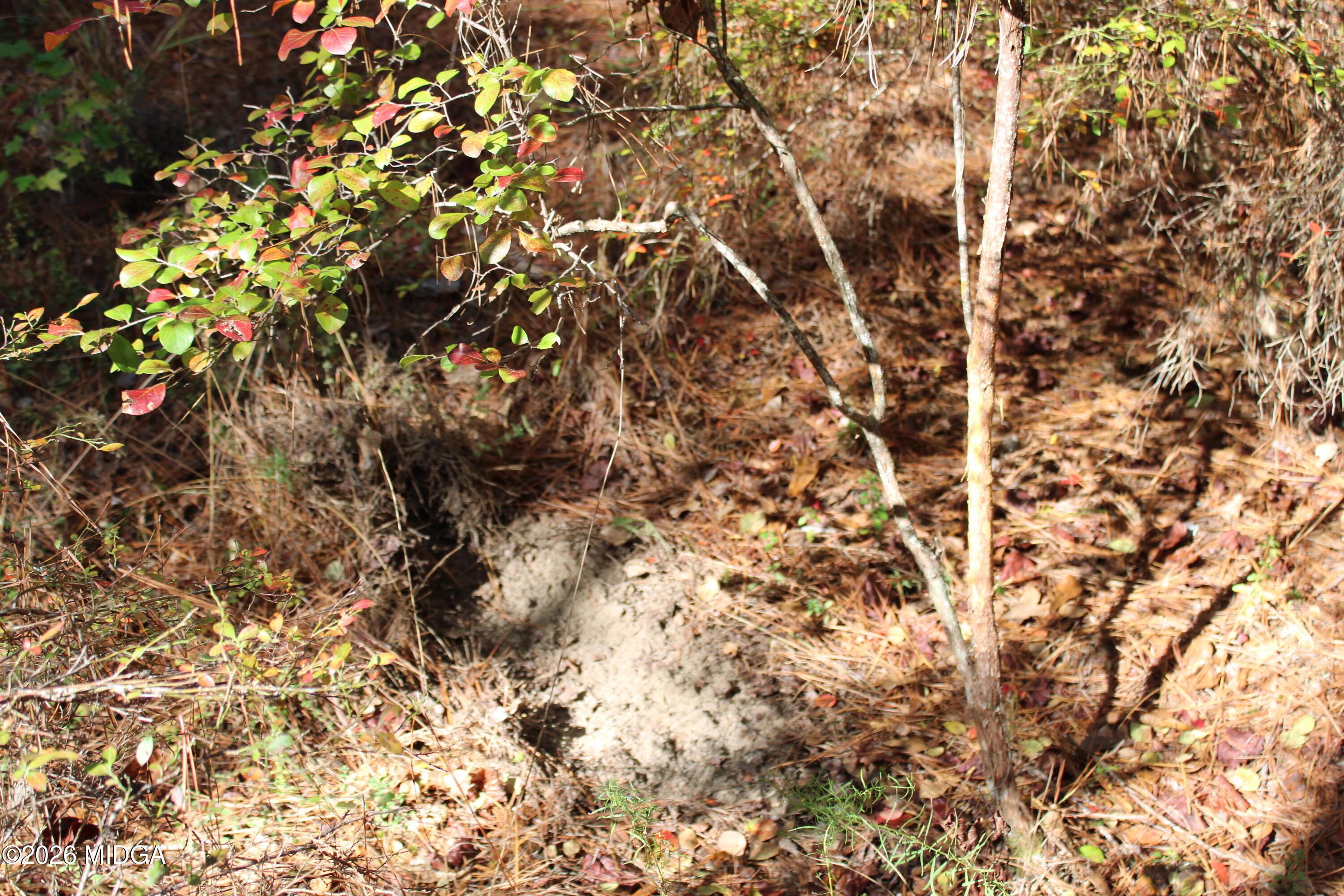 0 Highway 341 North Musella, GA 31066 - Photo 14 of 21 a view of a tree