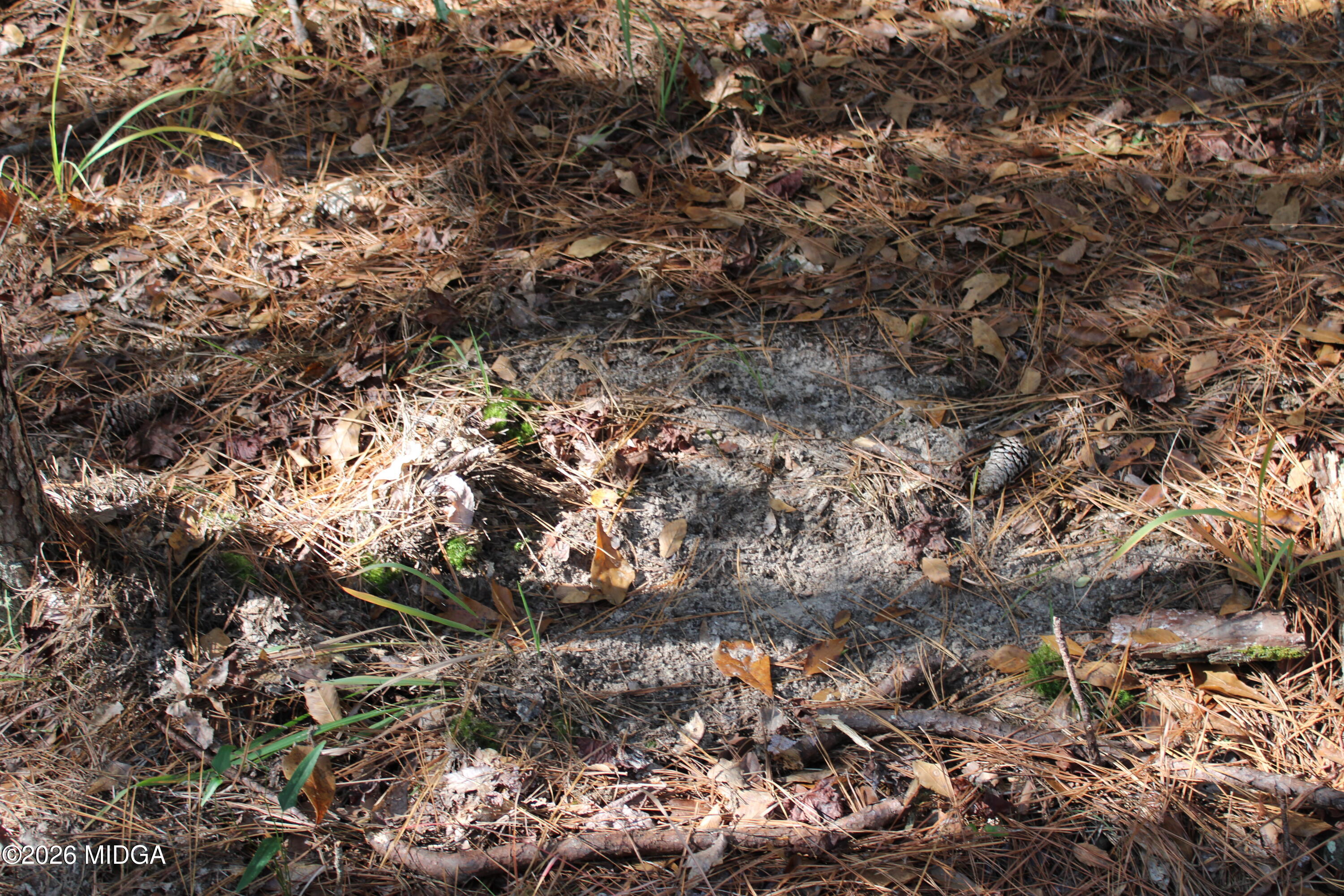 0 Highway 341 North Musella, GA 31066 - Photo 15 of 21 a view of a tree