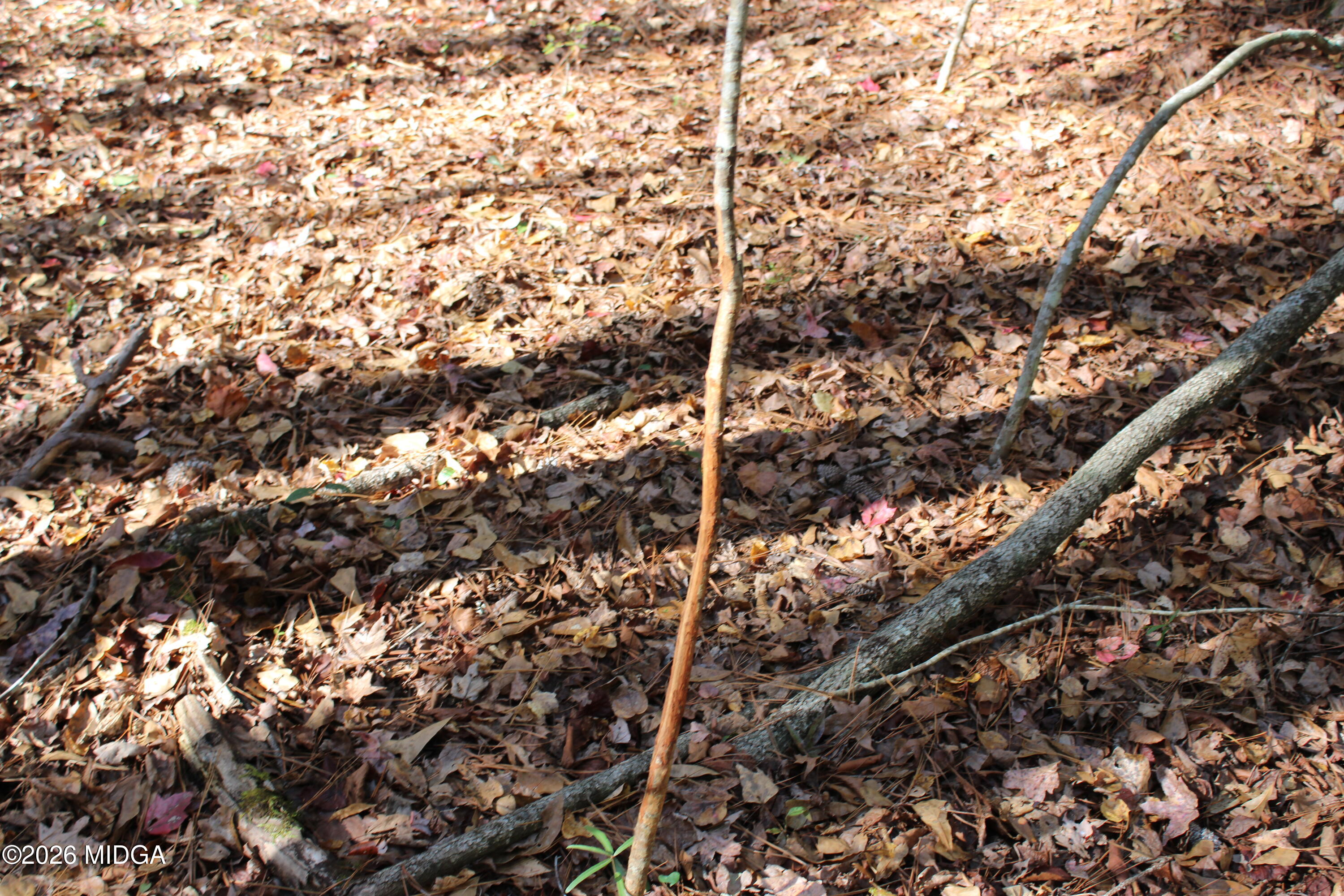 0 Highway 341 North Musella, GA 31066 - Photo 17 of 21 a picture of tree