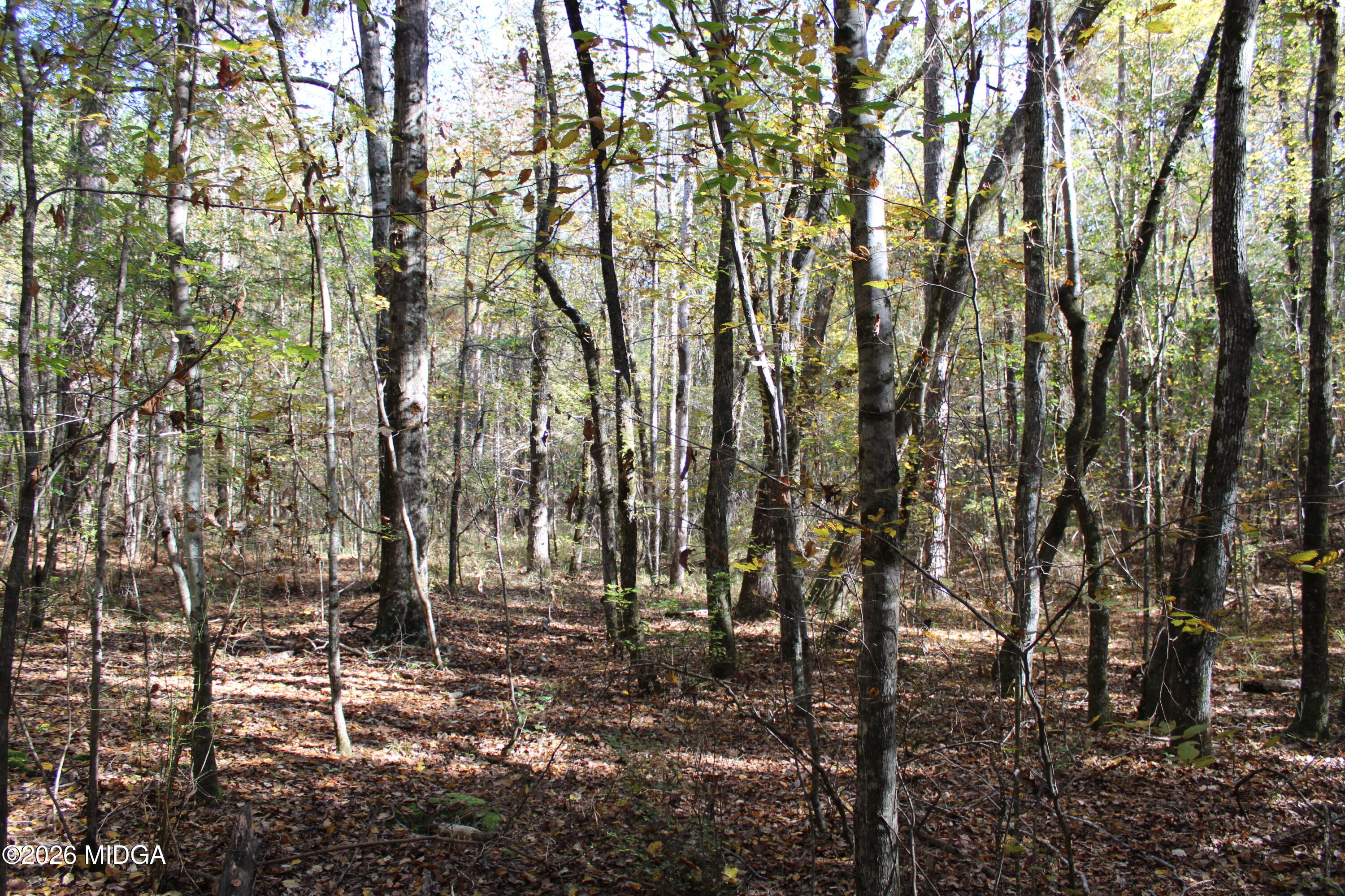 0 Highway 341 North Musella, GA 31066 - Photo 6 of 21 a view of yard