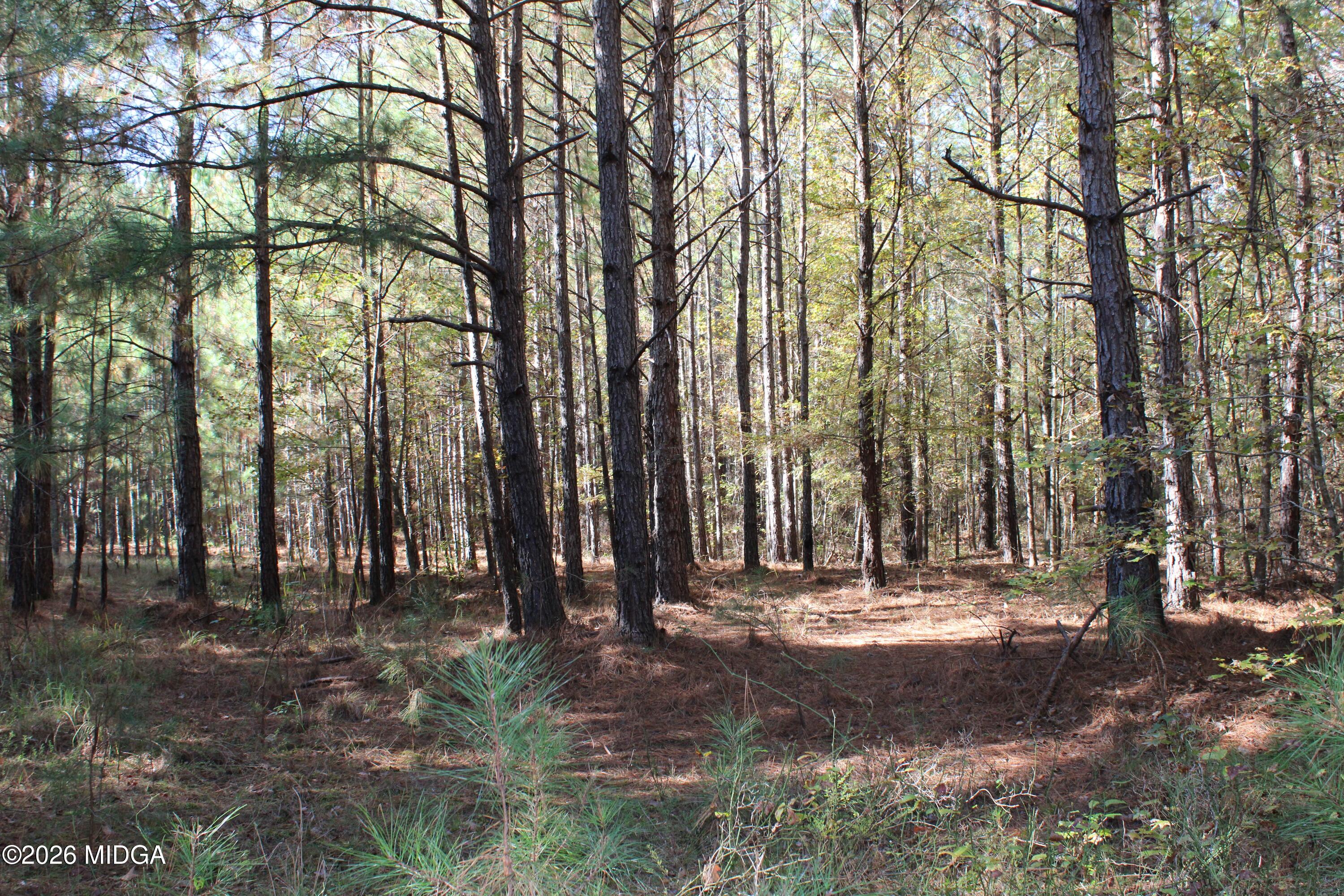 0 Highway 341 North Musella, GA 31066 - Photo 8 of 21 a view of outdoor space with trees