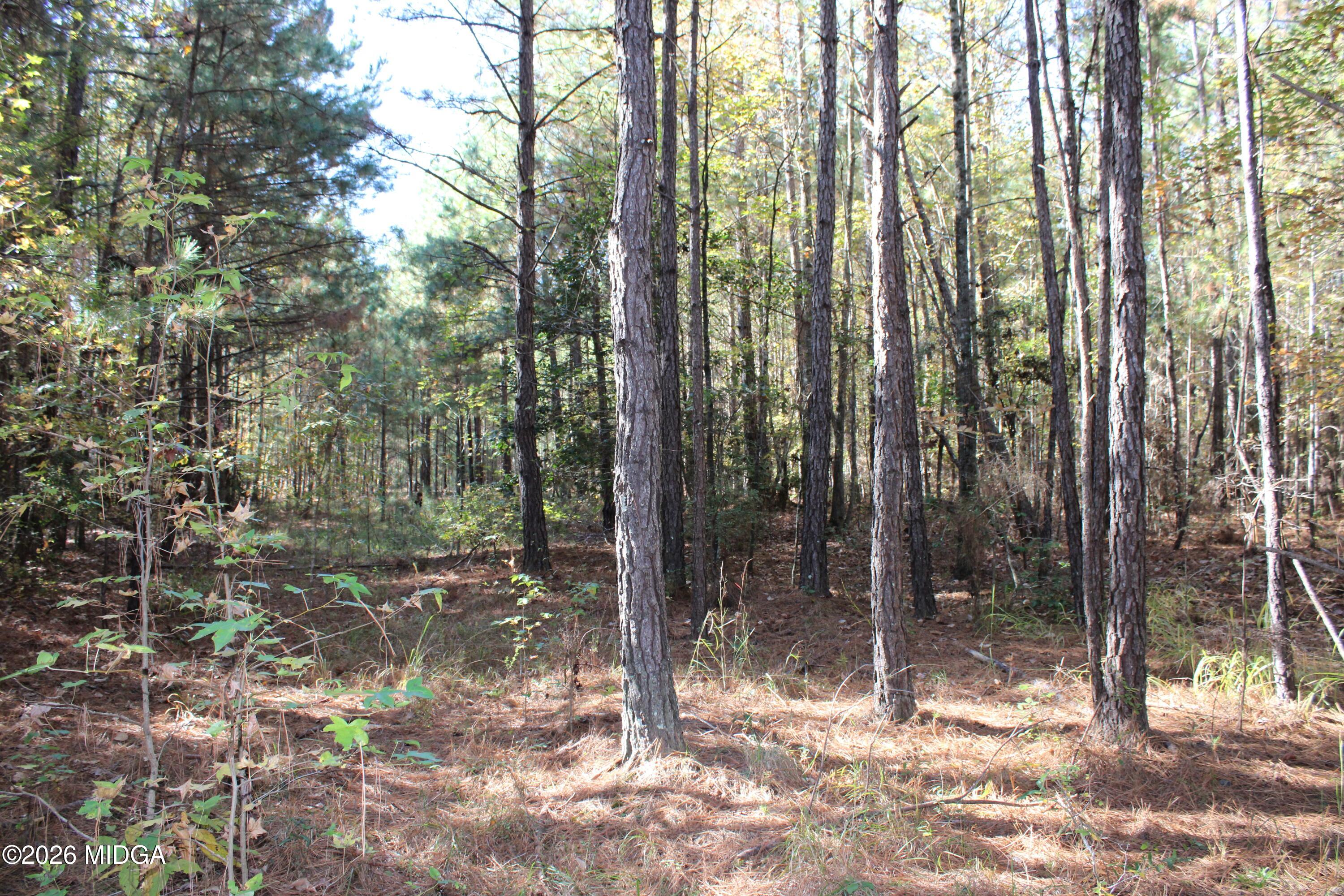 0 Highway 341 North Musella, GA 31066 - Photo 9 of 21 a view of a forest with trees in the background