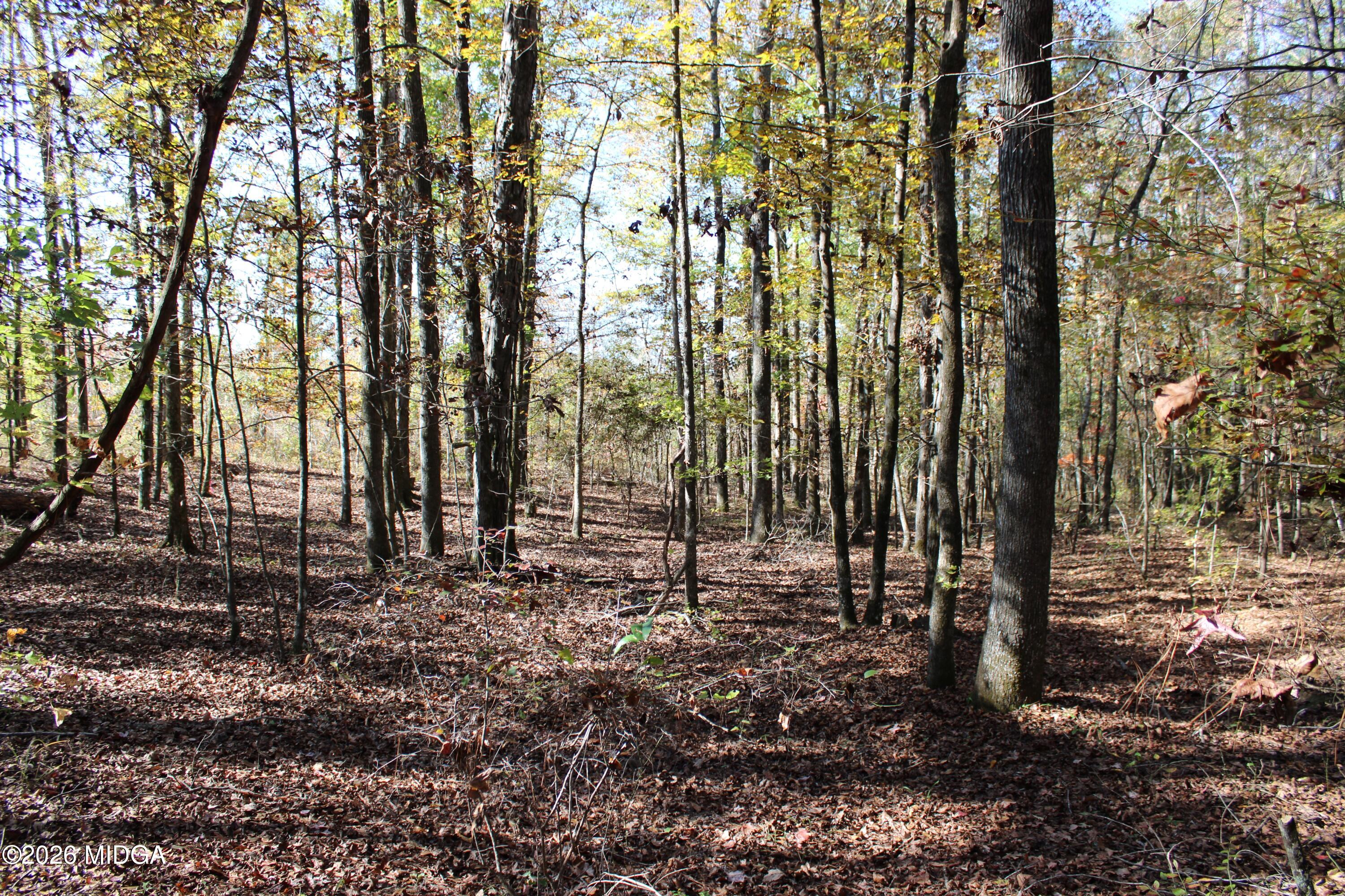 0 Highway 341 North Musella, GA 31066 - Photo 10 of 21 a view of a forest with trees