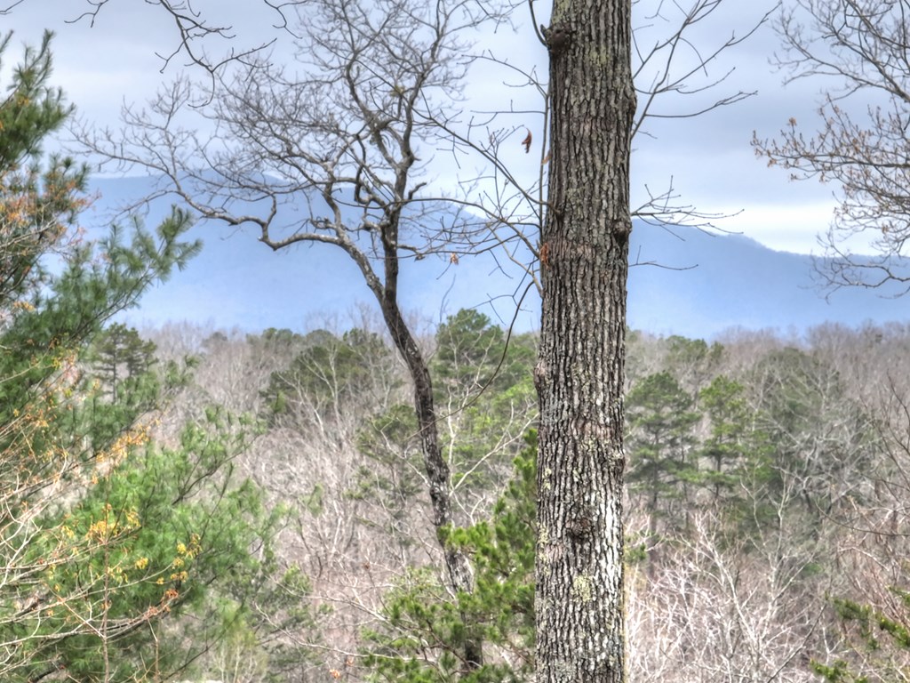 111 Roaring Creek Road Epworth, GA 30541 - Photo 11 of 63 a view of mountain view with lots of trees