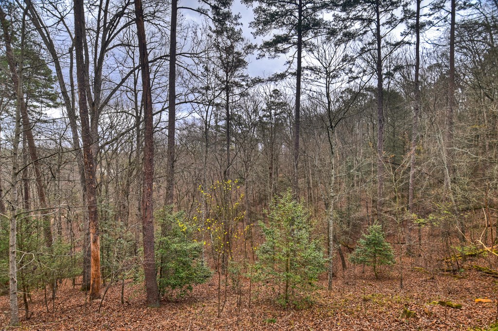 111 Roaring Creek Road Epworth, GA 30541 - Photo 12 of 63 a backyard of a house with lots of green space