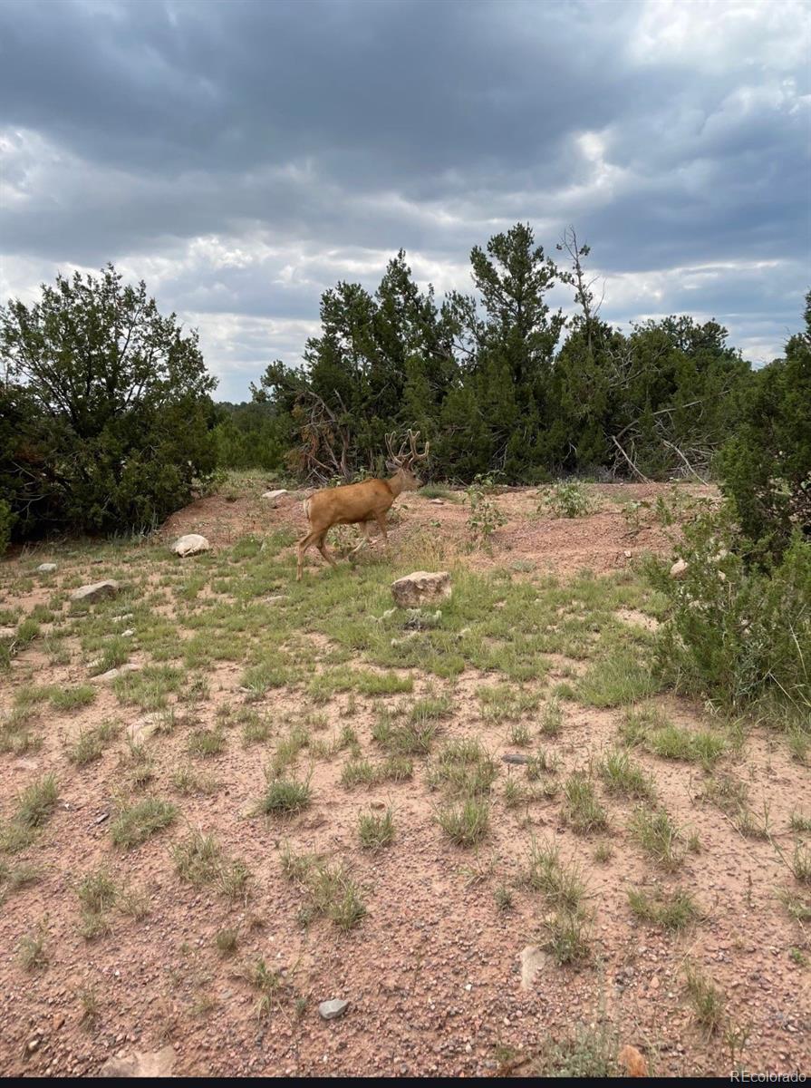 6179 84 County Road Florence, CO 81226 - Photo 2 of 14 a view of a lake view