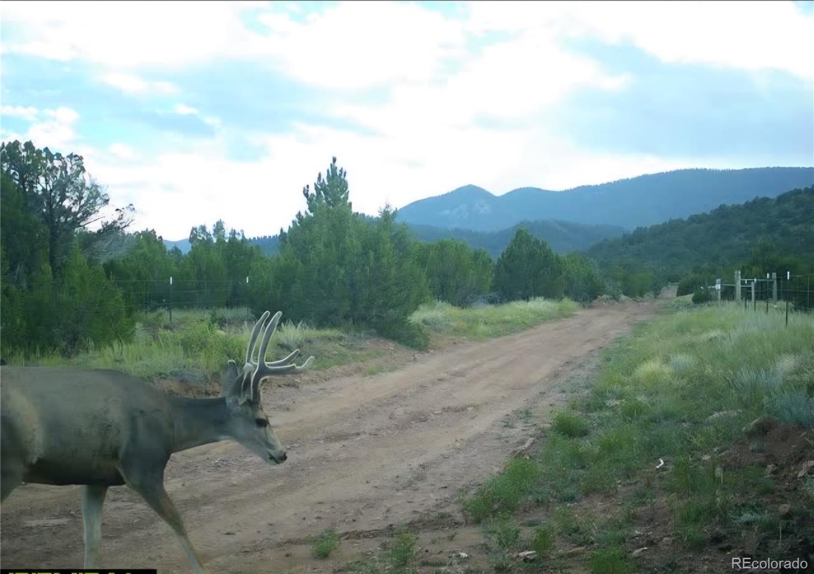 6179 84 County Road Florence, CO 81226 - Photo 3 of 14 a view of a dry yard with trees
