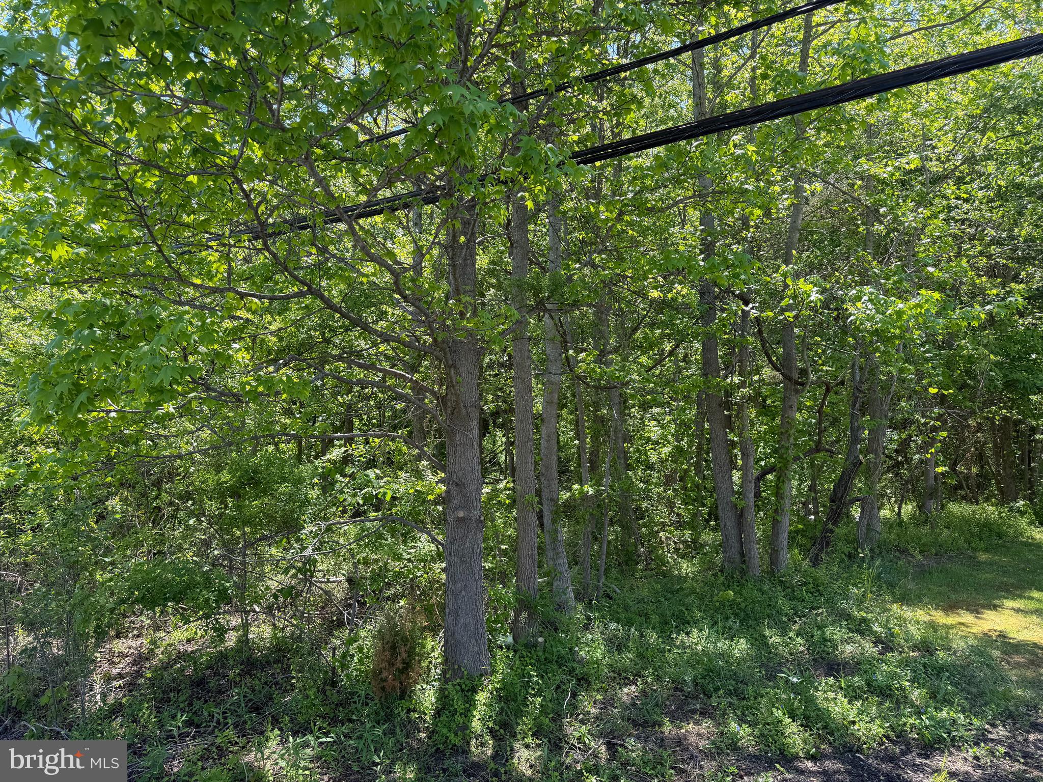6386 Summit Bridge Road Townsend, DE 19734 - Photo 3 of 8 a view of a yard with a tree