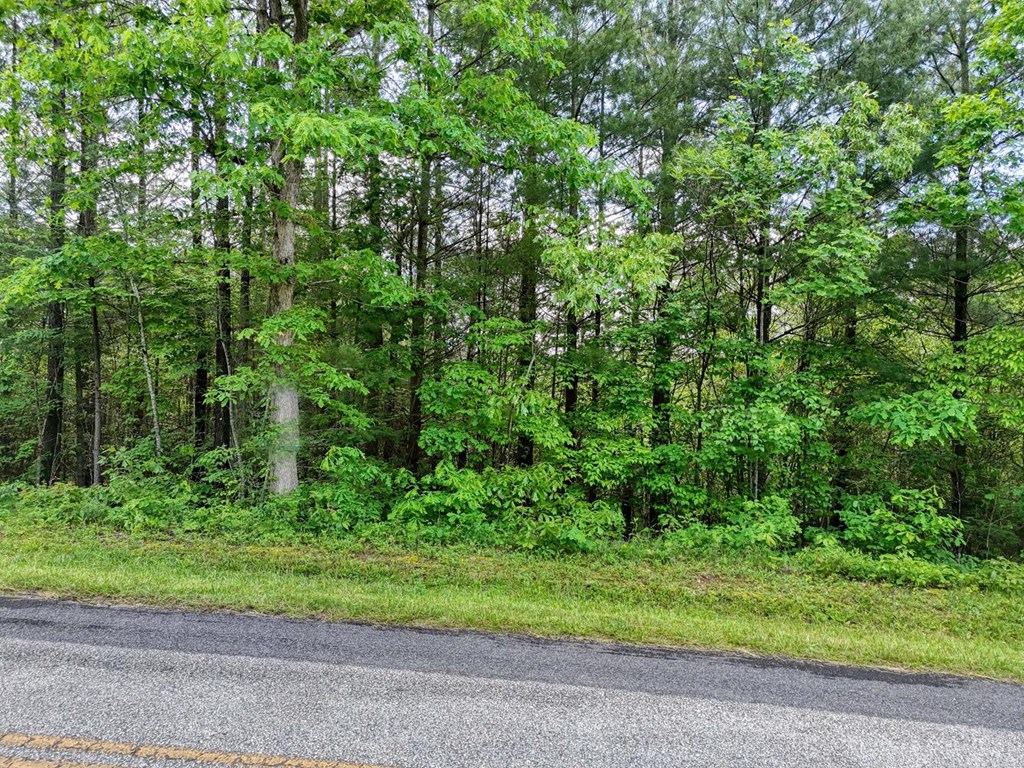 Lot E Hilltop Road Murphy, NC 28906 - Photo 9 of 26 a view of a yard with plants and large trees