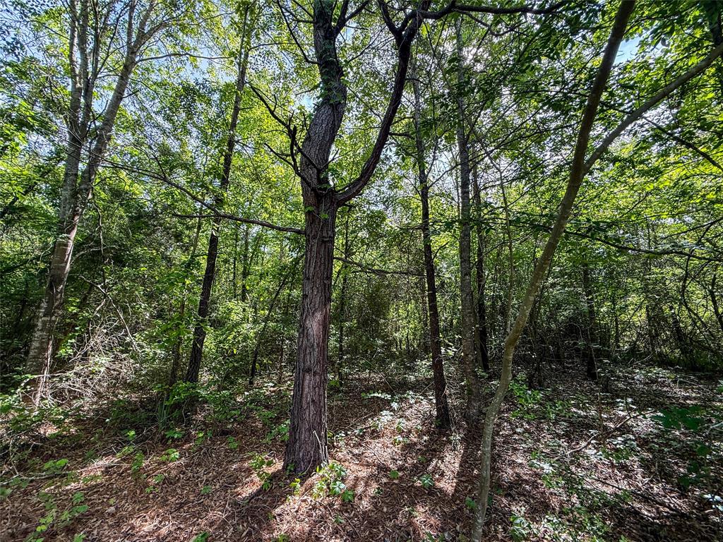 Tbd White Oak Road Big Sandy, TX 75755 - Photo 20 of 24