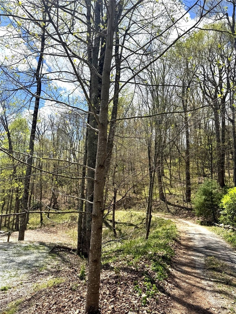 42 Ivy Road Newland, NC 28657 - Photo 11 of 11 a view of a yard with trees