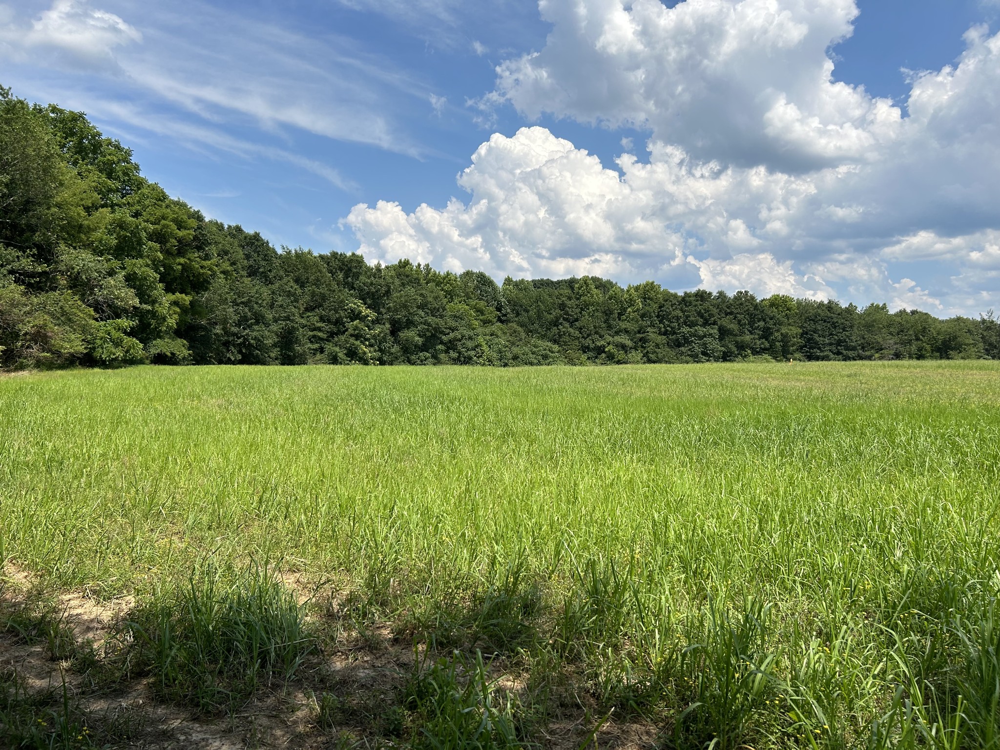 3 Monroe Floyd Road Decherd, TN 37324 - Photo 22 of 26 a view of yard with green space