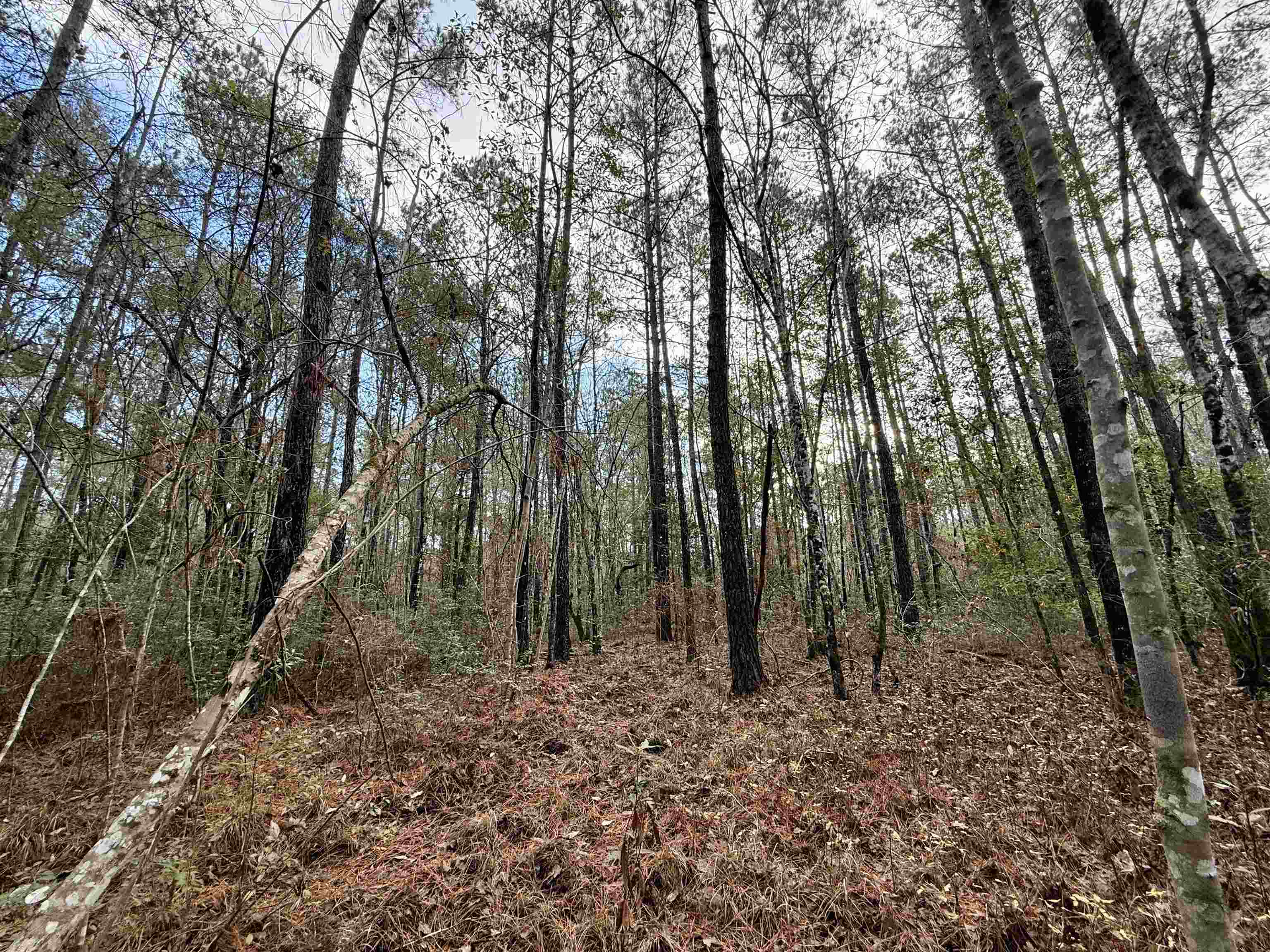 Tract B - Tbd Tract B - Tbd Pennyroyal Road Georgetown, SC 29440 - Photo 21 of 23