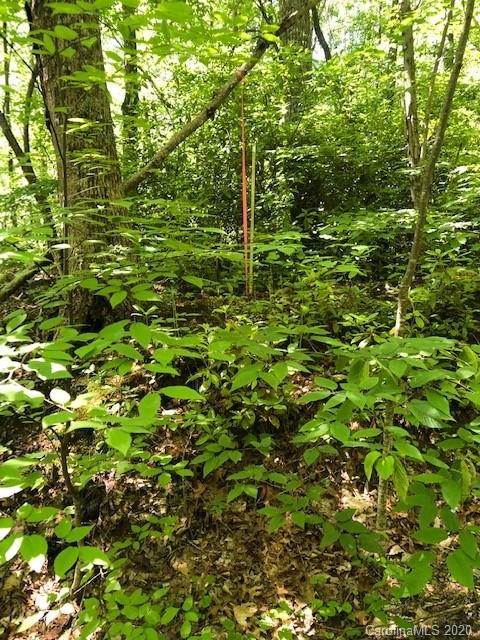 Lot 4 Lower Flat Creek Road, Unit 4B Fairview, NC 28730 - Photo 21 of 34 a plant of a tree