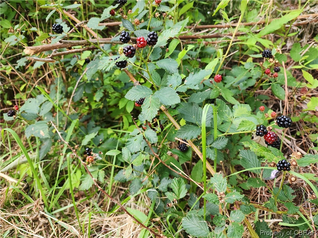9223 Guinea Road Hayes, VA 23072 - Photo 44 of 50 Plenty of wild blackberries as well as a fig tree, apple tree, & more!