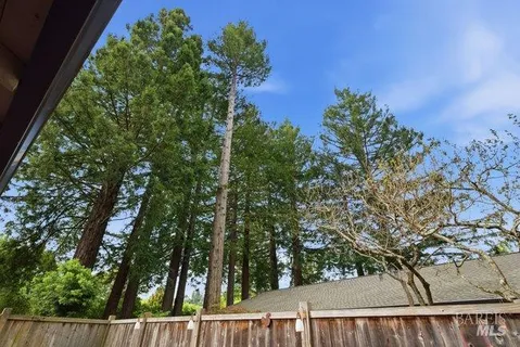 a view of a backyard with potted plants and large tree
