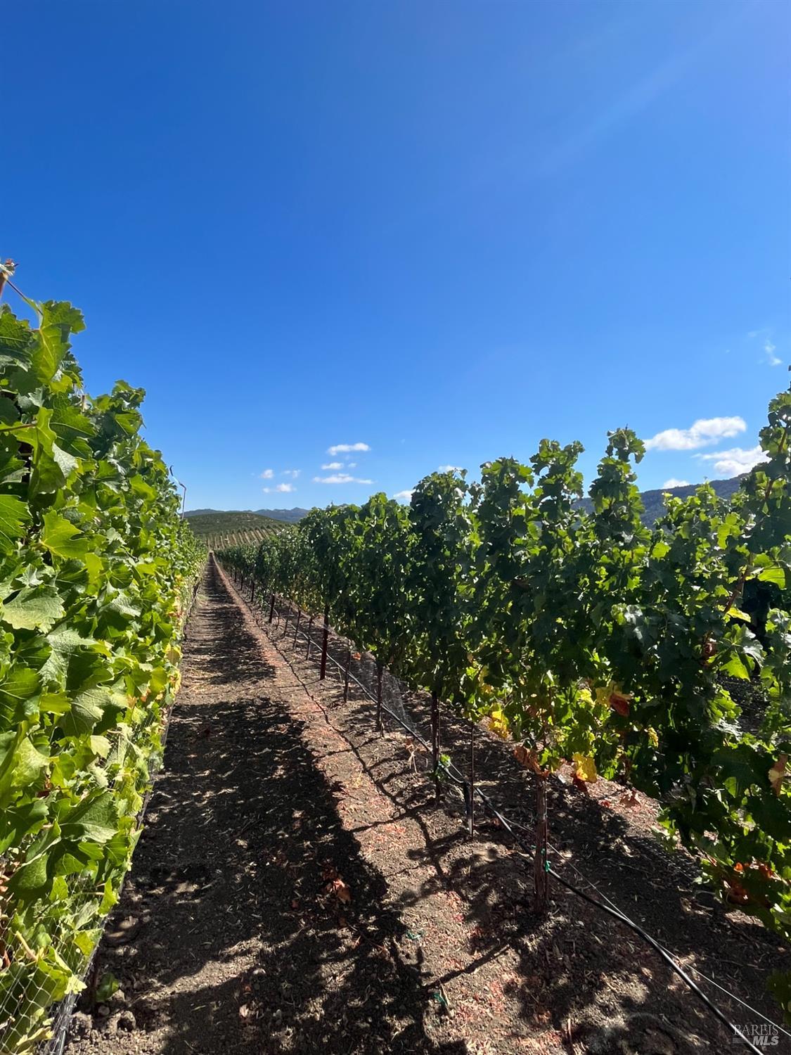 4060 Monticello Road Napa, CA 94558 - Photo 13 of 54