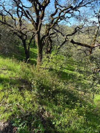 a view of a yard with plants and large trees
